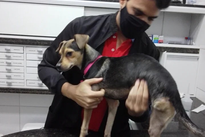Veterinário do Amigo Fiel atendendo um cão