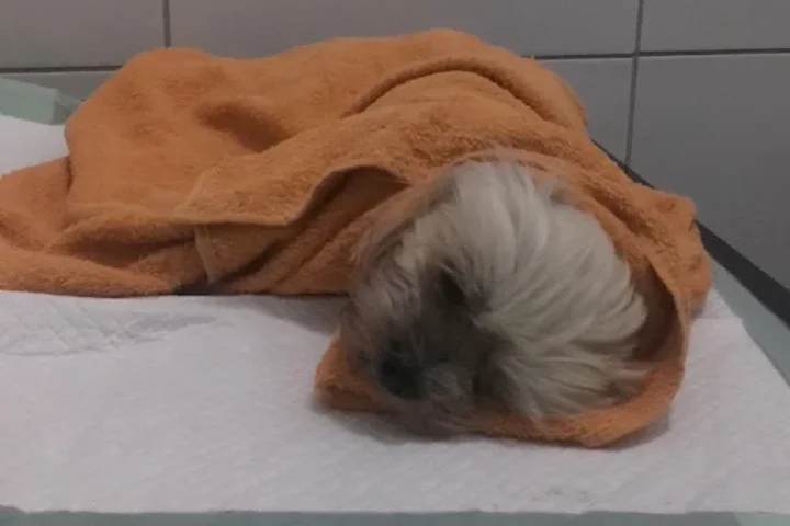 Cão se recuperando no internamento do Amigo Fiel